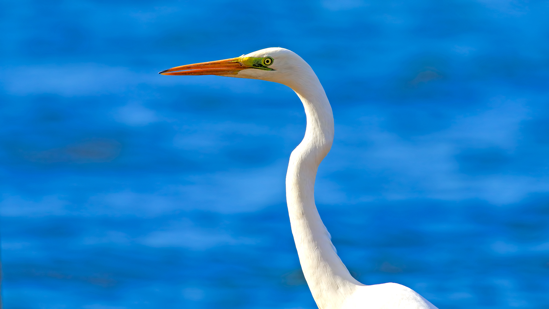Great Egret